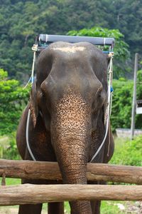 Close-up of elephant