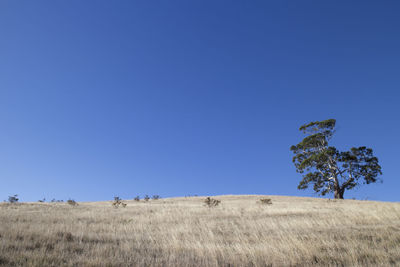 Scenic view of field against clear blue sky