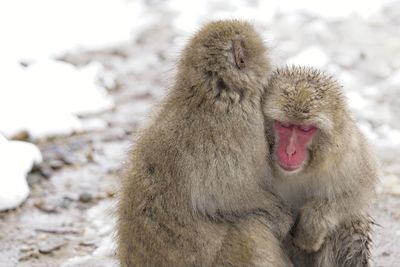 Close-up of monkey on snow