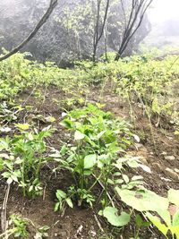 Plants growing on land in forest