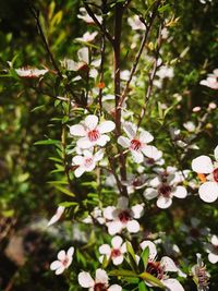 Close-up of fresh flowers on tree