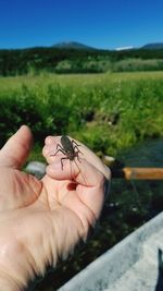 Person holding insect on leaf