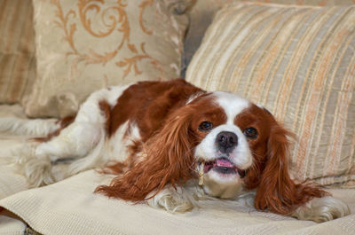 Charming cavalier king charles spaniel enjoying eating a snack