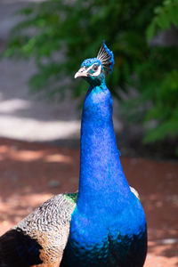 Close-up of a peacock