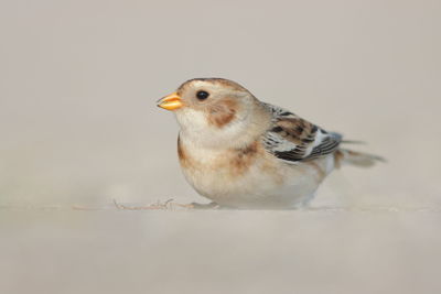 Close-up of a bird