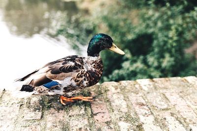 Close-up of bird on lake