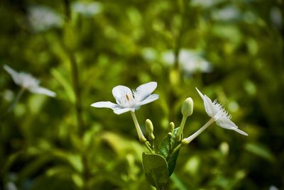 Close-up of white flowering plant