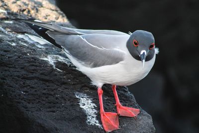 Close-up of bird perching on rock