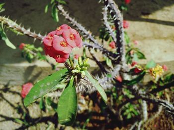 Close-up of red rose blooming in garden