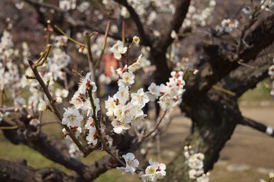 Close-up of pink flowers blooming on tree