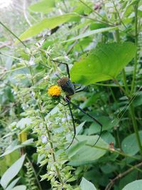 Close-up of butterfly pollinating on flower