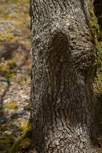 Close-up of tree trunk in forest