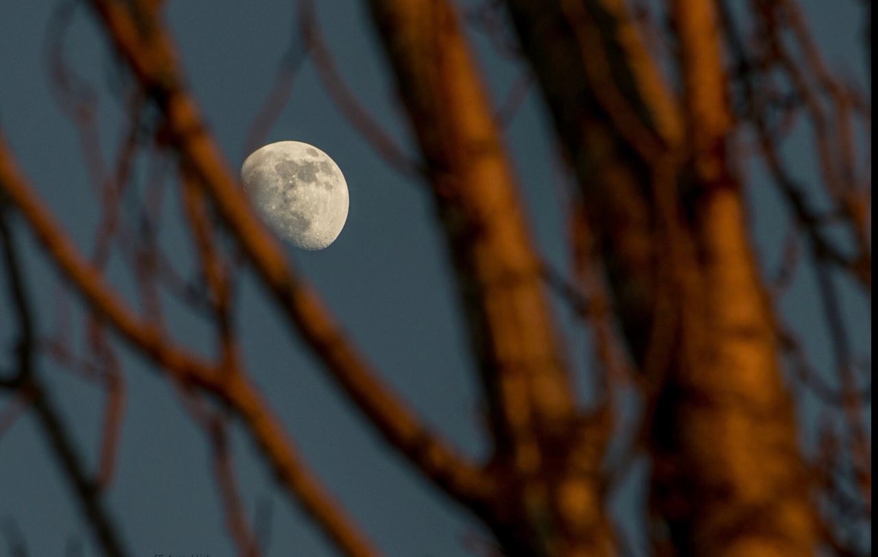 moon, astronomy, space, tree, plant, sky, beauty in nature, no people, tranquility, nature, full moon, branch, low angle view, close-up, night, outdoors, planetary moon, scenics - nature, selective focus, focus on foreground, moonlight