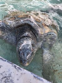 High angle view of turtle in sea