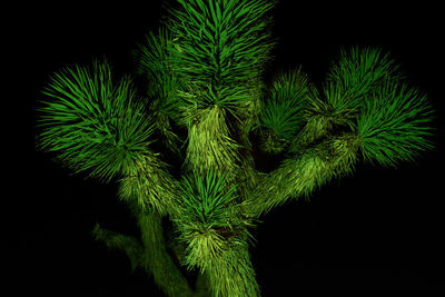 Close-up of green leaves over black background