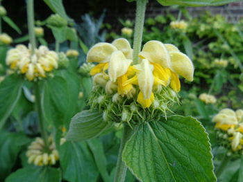 Close-up of yellow flowers blooming outdoors