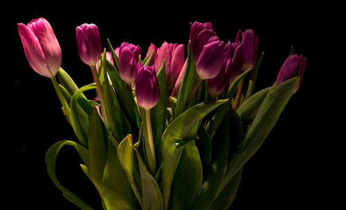 Close-up of pink tulip flowers against black background
