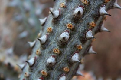 Close-up of lizard on tree