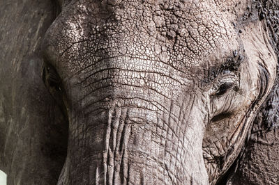 Close-up of elephant
