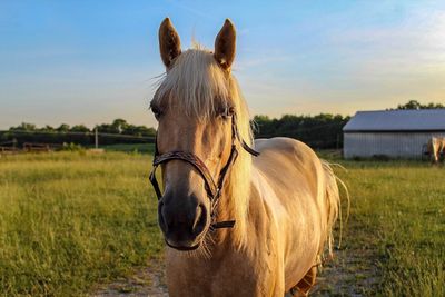 Horse in a field