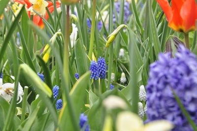 Close-up of purple flowers blooming on field