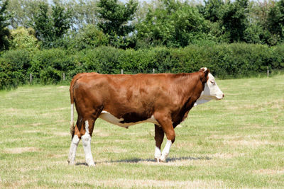 Bullock standing in a field