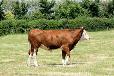 Horse standing in a field