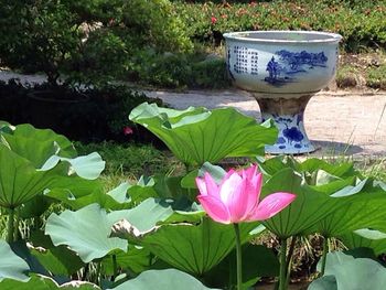 Close-up of lotus water lily