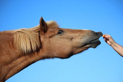 Low angle view of horse against clear blue sky