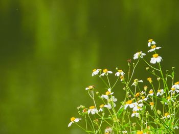 Close-up of yellow flowering plant on field