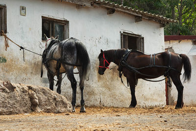 Two horses in ranch