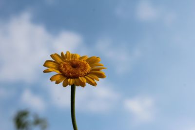 Close-up of yellow flower against sky