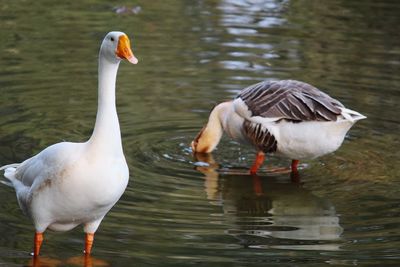 Close-up of swan looking away while standing in water