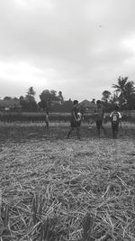 Hay bales on field against sky