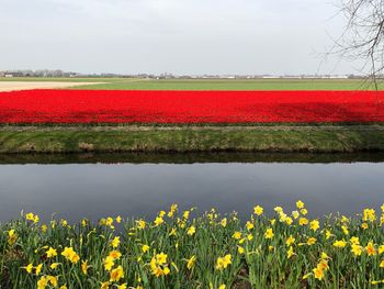 View of flowering plants on field against sky