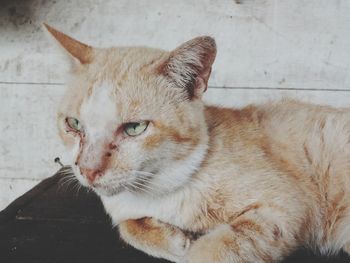 Close-up of a cat looking away