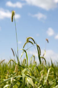 Close-up of flower growing in field against sky