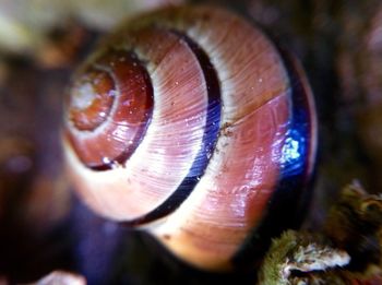 Close-up of seashell