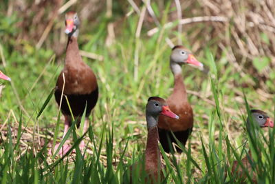 Black-bellied whistling-ducks standing in grass