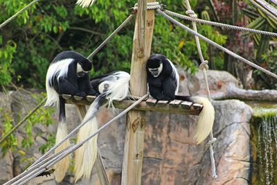 Black and white colobus in zoo