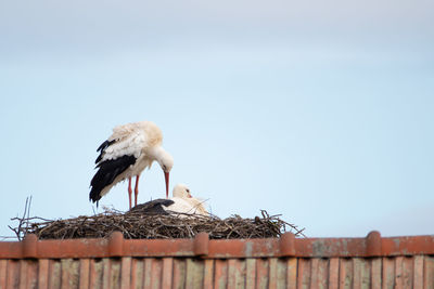 Low angle view of bird perching on fence against clear sky