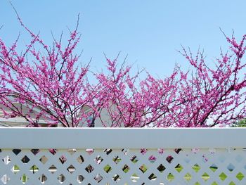 Low angle view of pink flowering plants against sky