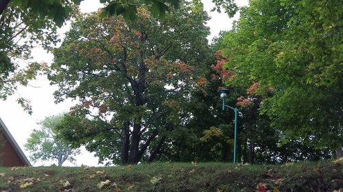 Nature scenery with trees