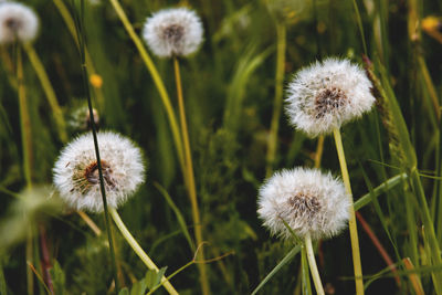 Close-up of dandelion