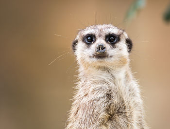 Portrait of meerkat