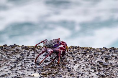 Close-up of crab on beach against sky