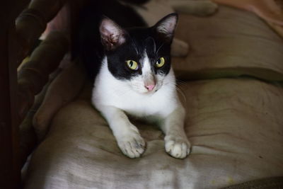 Close-up portrait of kitten sitting