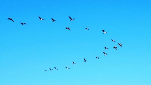 Low angle view of birds flying against blue sky