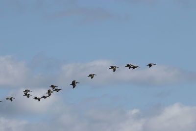 Low angle view of birds flying in sky