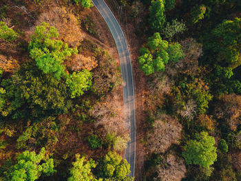 High angle view of road amidst trees in forest